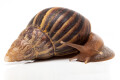 Lissachatina fulica Madagascar juvenil